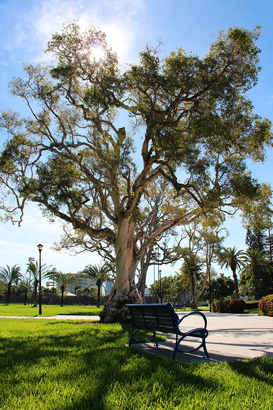 Miami Beach - Park-Baum